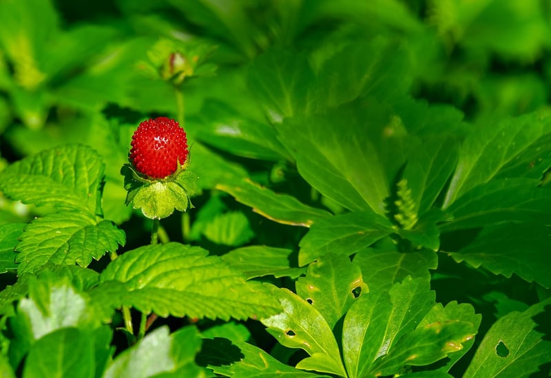 Tangy Strawberry
